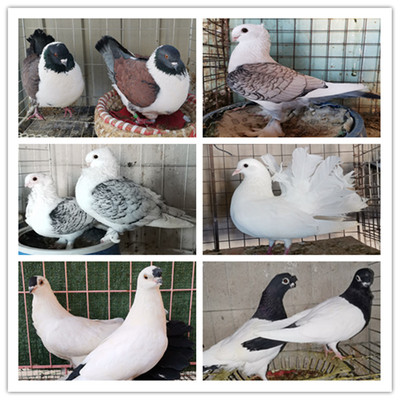 摩登那观赏鸽种鸽一对包邮