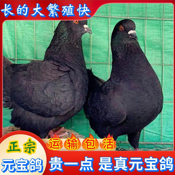 鸽子活一对大体型真元宝鸽观赏鸽种鸽青年鸽幼鸽3斤重落地王肉鸽