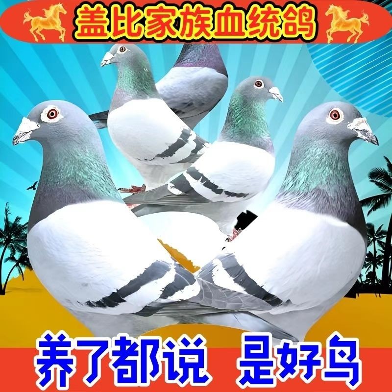 信鸽种鸽成绩鸽公棚血统鸽赛鸽信鸽信鸽种鸽一对活的