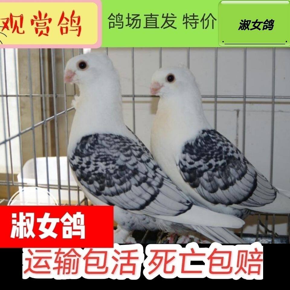 黑花淑女鸽子活一对公母青年鸽观赏鸽大全短嘴种鸽宠物鸽肉鸽