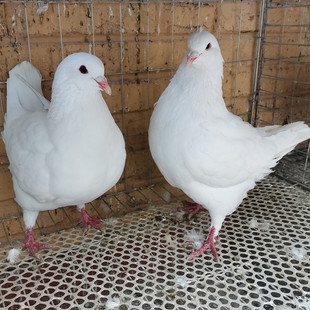 鸽子活体物一对特大体元宝鸽成年种鸽下蛋青年摩登肉鸽落地王鸽粮
