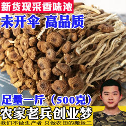 茶树菇500g未开伞农家特产茶树菇干货正宗古田新鲜天然香菇食用菌