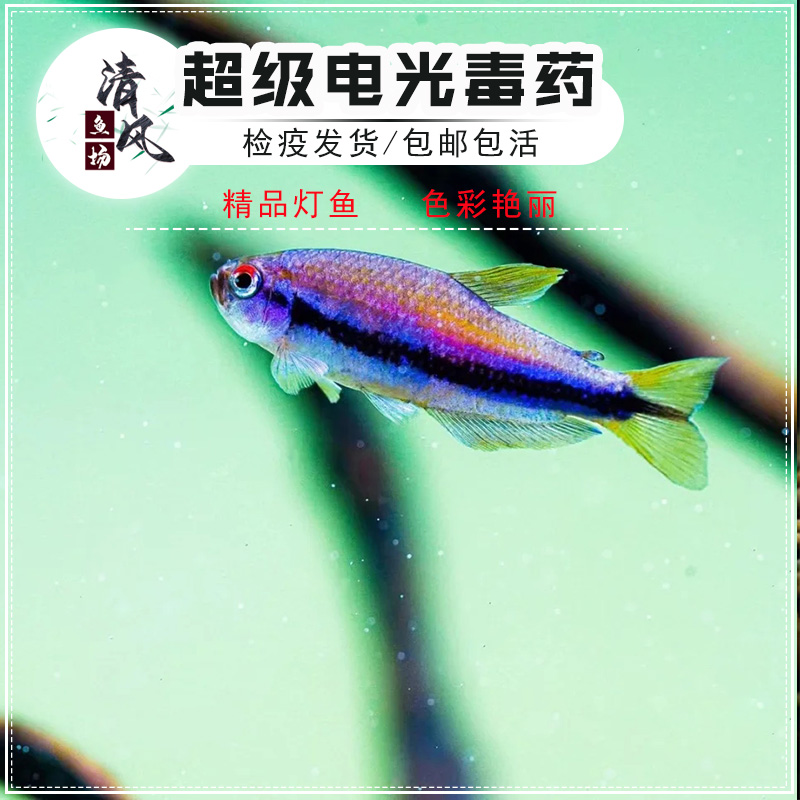 电光毒药灯鱼超级毒药热带观赏鱼