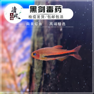 黑剑毒药灯鱼南美高端稀有小型灯科鱼草缸混养精品热带淡水观赏鱼