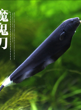 魔鬼刀鱼黑魔鬼羽毛鱼热带鱼观赏鱼宠物鱼淡水观赏鱼小鱼包活