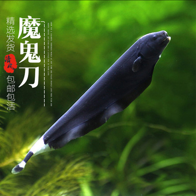 曼鱼观赏鱼魔鬼刀宠物鱼热带鱼