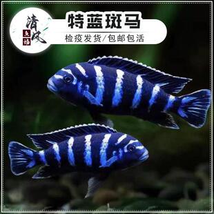 特蓝斑马鱼热带鱼三湖慈鲷观赏鱼马鲷活体鱼溪流缸坦鲷鱼好养易活