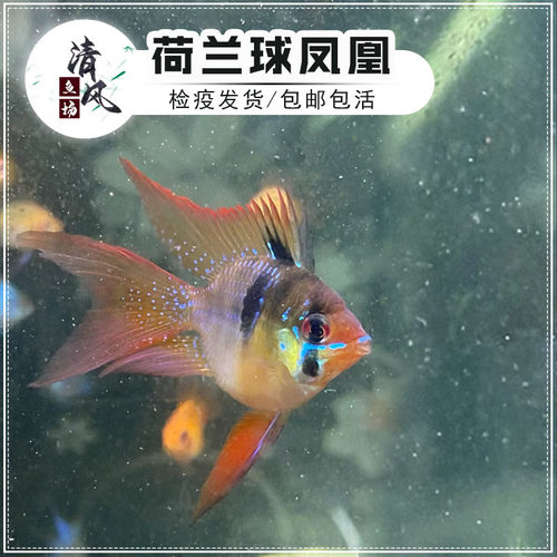 荷兰凤凰球形短鲷波子鱼热带鱼