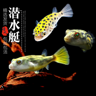 河豚鱼潜水艇鱼观赏鱼淡水热带鱼活体鱼狗头鱼巧克力娃娃草缸除螺