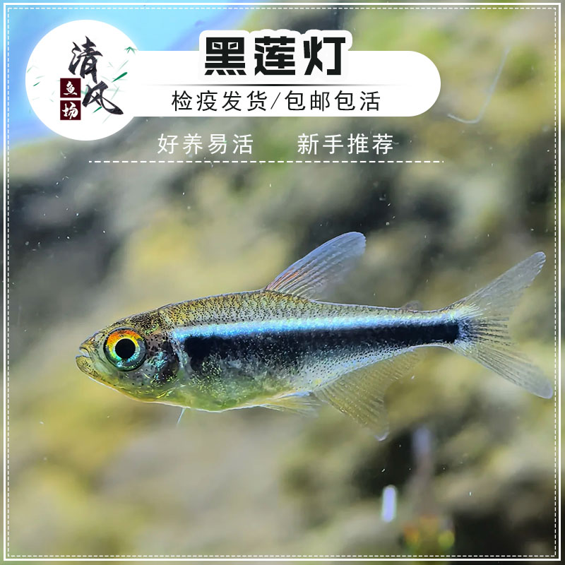 黑莲灯鱼活体鱼黑色红绿灯热带观赏鱼小型群游鱼淡水观赏鱼可混养