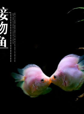 接吻鱼活体鱼亲嘴鱼彩色接吻鱼热带鱼小型鱼水族观赏鱼淡水宠物鱼