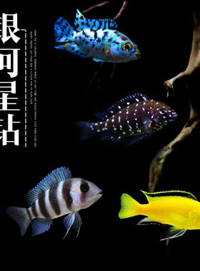 三湖慈鲷热带鱼淡水鱼银河星钻鱼