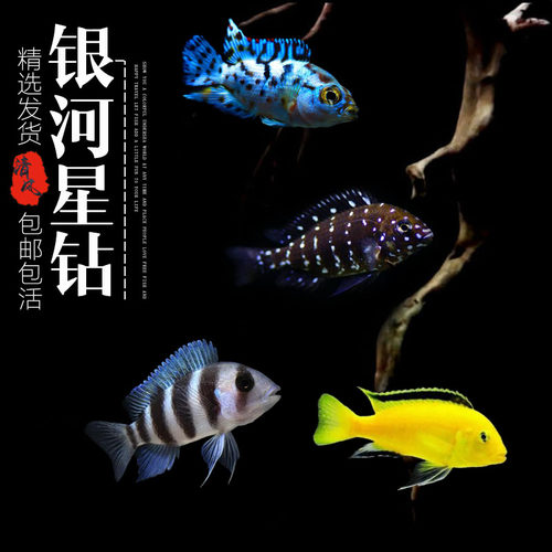 三湖慈鲷热带鱼淡水鱼银河星钻鱼