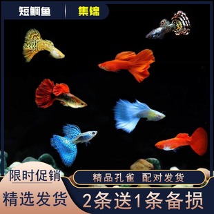 孔雀鱼活体凤尾鱼天空蓝纯种蓝草尾热带鱼观赏鱼淡水小型鱼可繁殖