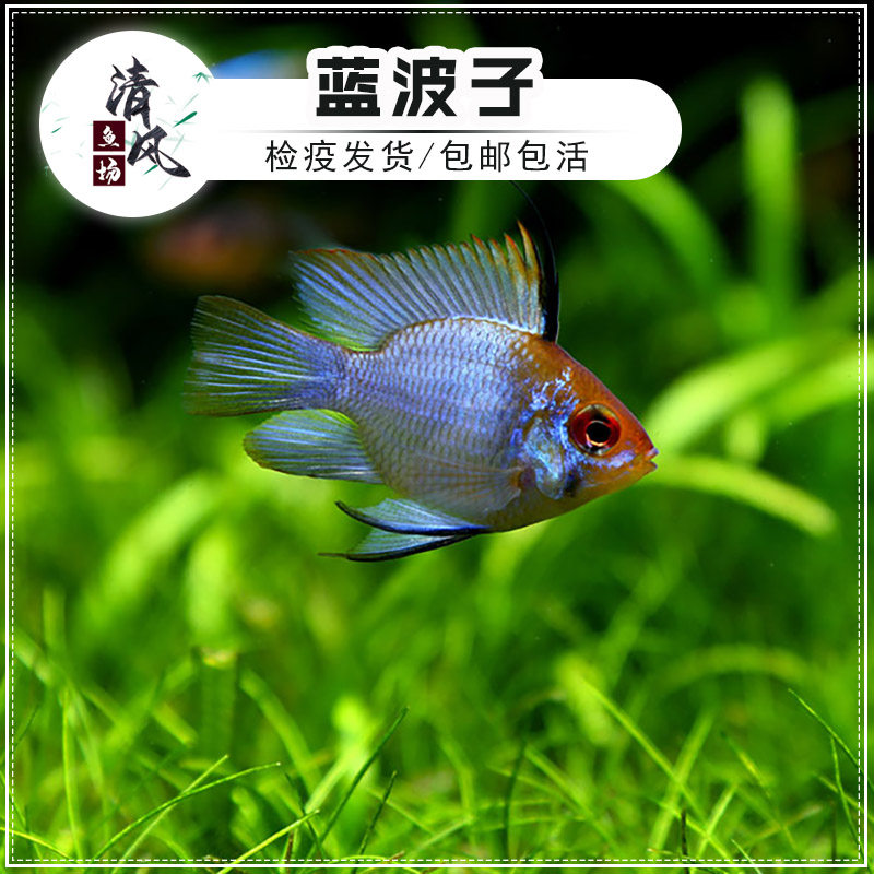 蓝波子鱼宝蓝凤凰鱼热带鱼活体图片
