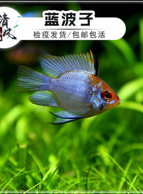 蓝波子鱼宝蓝凤凰鱼热带鱼活体