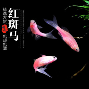 红斑马斑马鱼淡水常温鱼活体鱼桌面鱼缸小鱼观赏鱼灯科鱼包活包邮