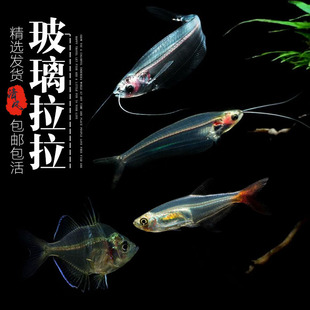玻璃拉拉鱼玻璃猫热带鱼观赏鱼透明的鱼拉拉鱼玻璃鱼活体小型鱼