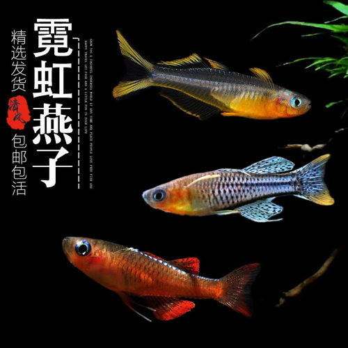 霓虹燕子阿鲁珍珠燕子淡水热带鱼