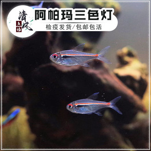 阿玛帕三色灯鱼精品观赏鱼高端小型鱼灯科鱼草缸群游小鱼活体鱼苗