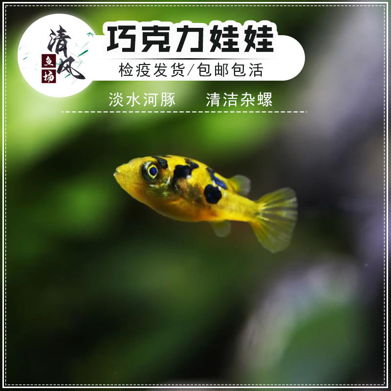 巧克力娃娃鱼淡水观赏鱼小型鱼迷你河豚鱼吃螺除杂螺蜗牛工具鱼