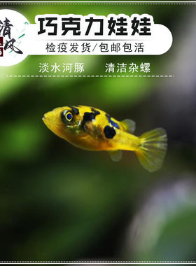 巧克力娃娃河豚鱼热带淡水除杂螺