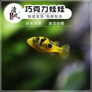 巧克力娃娃鱼淡水观赏鱼小型鱼迷你河豚鱼吃螺除杂螺蜗牛工具鱼