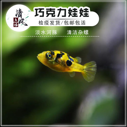 巧克力娃娃河豚鱼热带淡水除杂螺