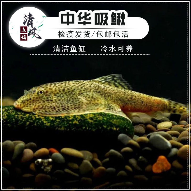 贵州爬岩鳅鱼冷水清道夫鱼琵琶鼠双吸盘吸鳅除藻清苔吃垃圾擦玻璃,宠物/宠物食品及用品,鱼,淘宝优惠券,粉丝福利购,淘宝优惠卷