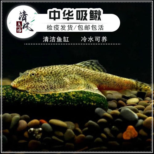 冷水清洁鱼除藻除苔淡水观赏鱼