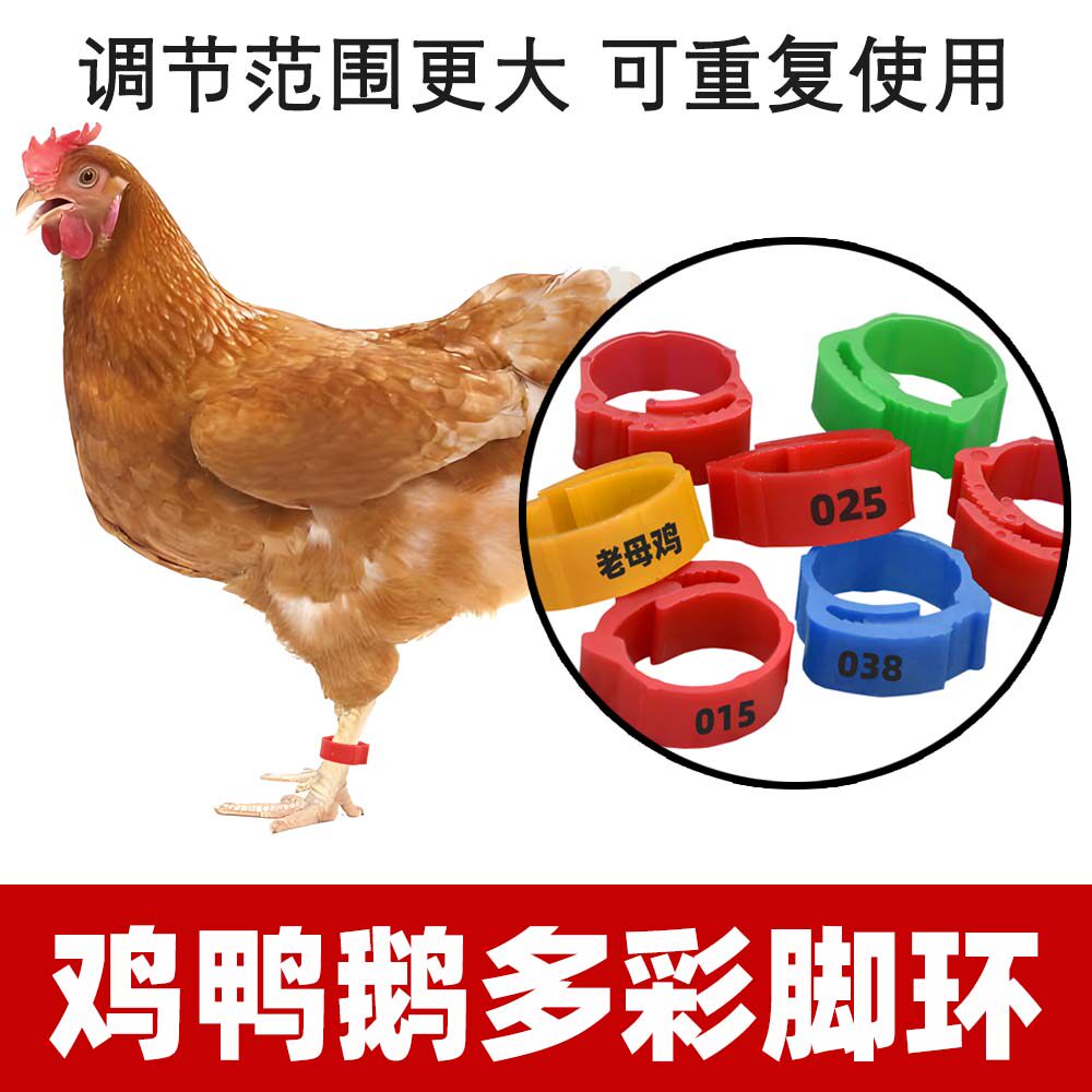 鸡脚脚环记号卡扣鸟用走失鸽子版脚圈鸭子芦丁鸡识别养殖标记笔