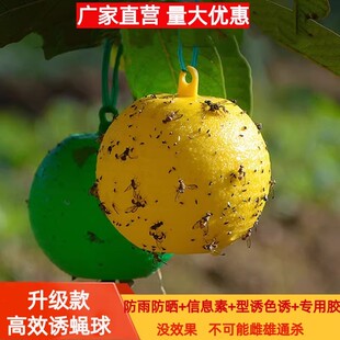 粘虫球丝瓜果实蝇贴诱蝇球针蜂马蜂色引诱剂果蝇诱捕器双面黄板纸