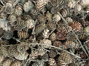 松果松塔壳手工原材料栽花花盆垫底100颗10元1000颗50元超便宜。