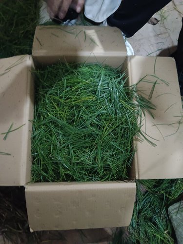 松叶松针五针松华山松