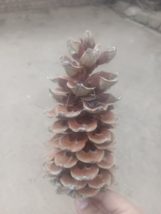 干花便宜超大超长号 天然松果松塔松壳幼儿圣诞节手工工艺品 包邮