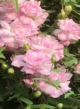 正版缠枝牡丹花根隔年老根重瓣耐热抗冻易活宿根藤蔓花根