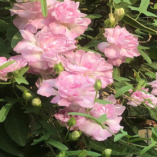 正版缠枝牡丹花根隔年老根重瓣耐热抗冻易活宿根藤蔓花根