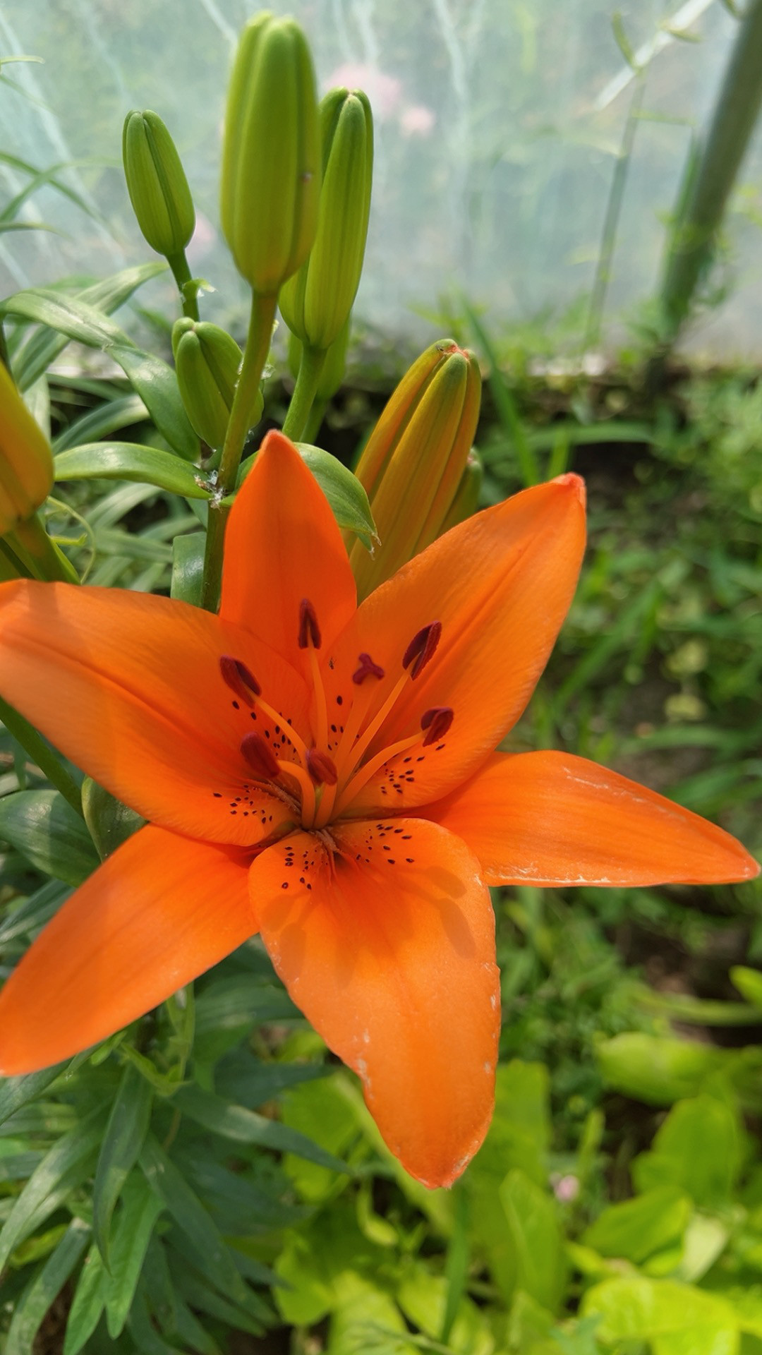 亚洲百合种球耐寒百合花观赏百合花多年生宿根易打理花色艳丽图片