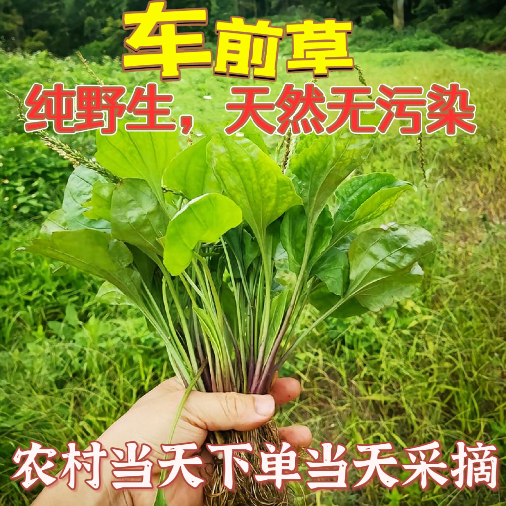 新鲜野生车前草纯天然正宗车前草茶干货整颗带根车前子中药材包邮