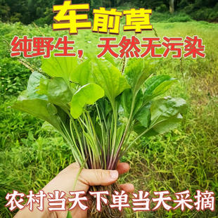 新鲜野生车前草纯天然正宗车前草茶干货整颗带根车前子中药材包邮