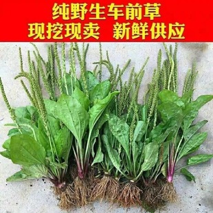野生车前草新鲜现挖车前草根车前草茶整颗带根车前子中药材草药