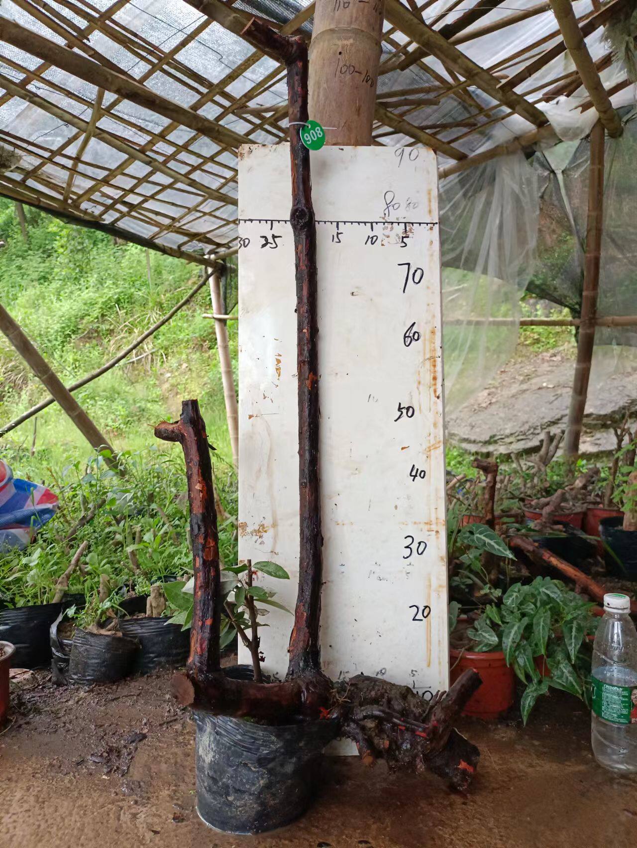 山木香直杆棒棒糖月季玫瑰嫁接砧木无刺蔷薇耐寒双杆一物一拍盆景