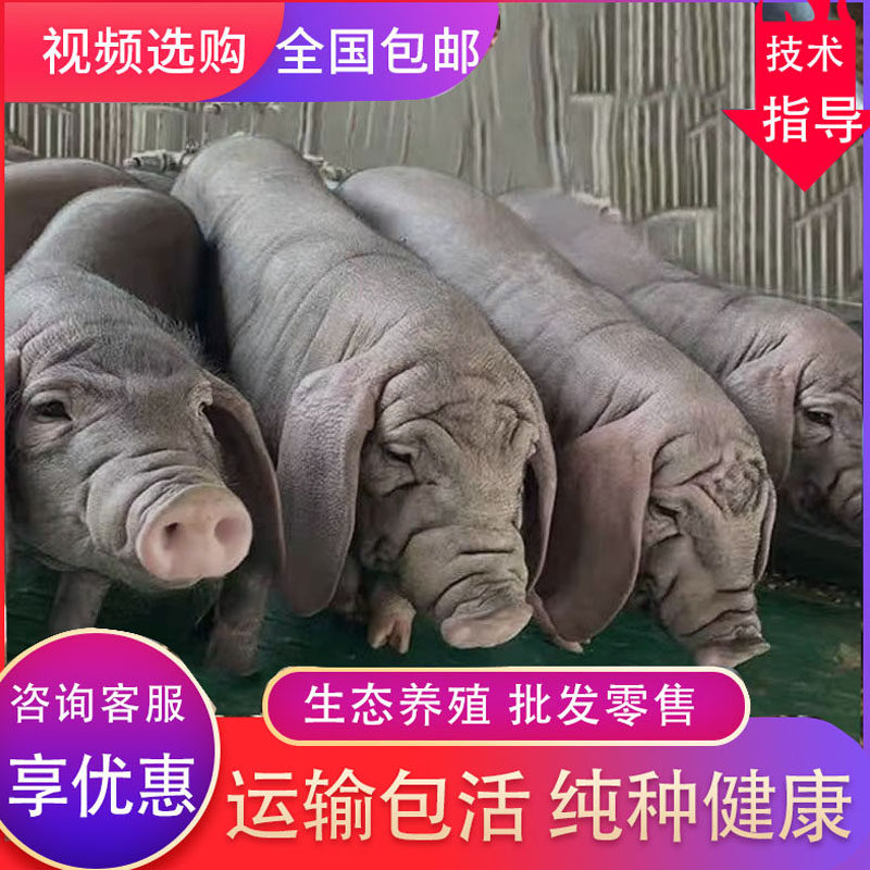 原种太湖黑猪仔苏太黑金刚长太二元杜洛克种公猪长白约克母猪饲料