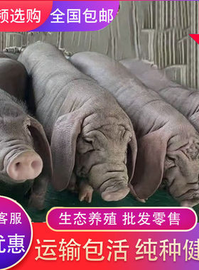 原种太湖黑猪母猪黑金刚苏太种公