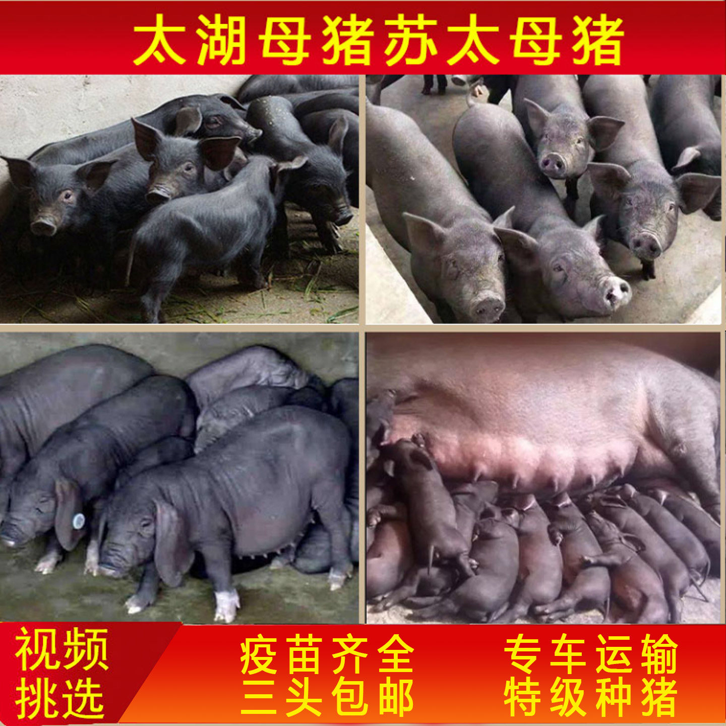 原种太湖母猪长白二元杜洛克猪崽