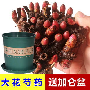 芍药花苗带花苞盆栽重瓣种根带盆室外阳台带芽大花特大号四季开花