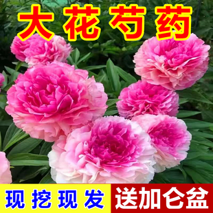 芍药花苗带花苞盆栽重瓣种根带盆室外阳台带芽大花多年生四季开花