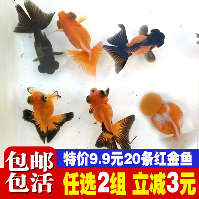 活体红狮龙睛蝶尾冷水包邮观赏鱼