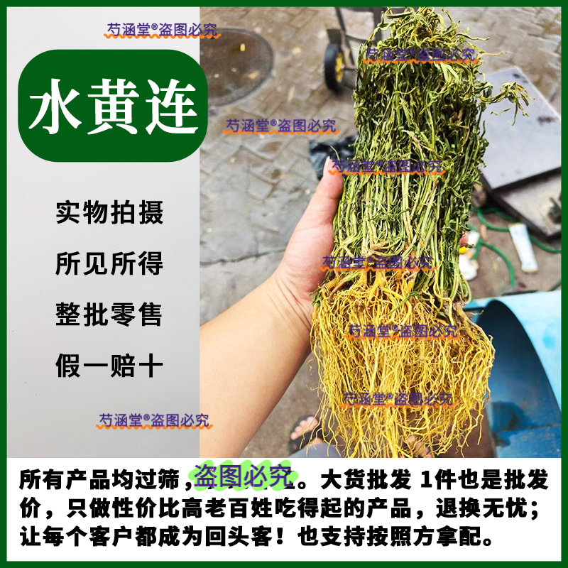 【今年新货】野生水黄连水灵芝草中药材水黄莲草青鱼胆草名贵药材