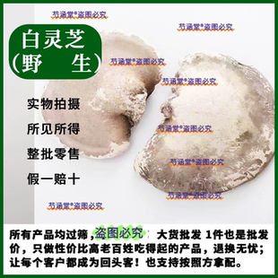 长白山野生白灵芝 白玉芝 桦剥孔菌 白边玉芝 桦剥管菌干品250克